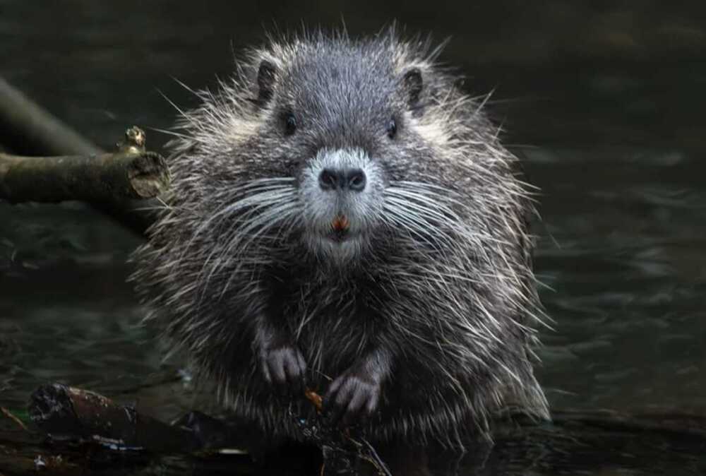 nutria nutria