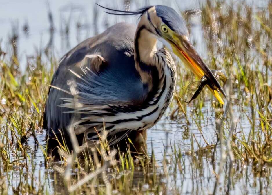 Il gambero rosso della Louisiana forse arrivato alla Palude di Torre Flavia