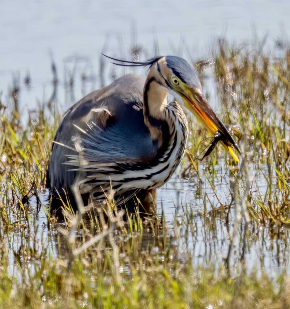 airone gambero rosso louisiana palude torre flavia