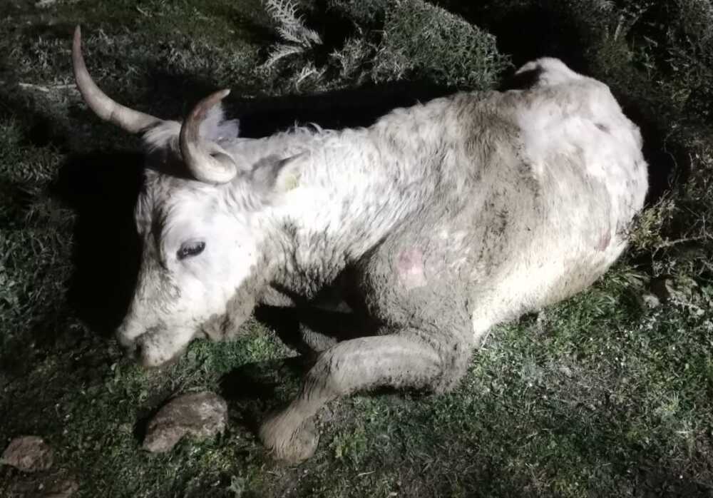 mucca salvata dai vigili mucca salvata dai vigili