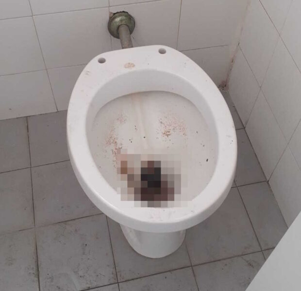 bagni scuola tolfa (1)