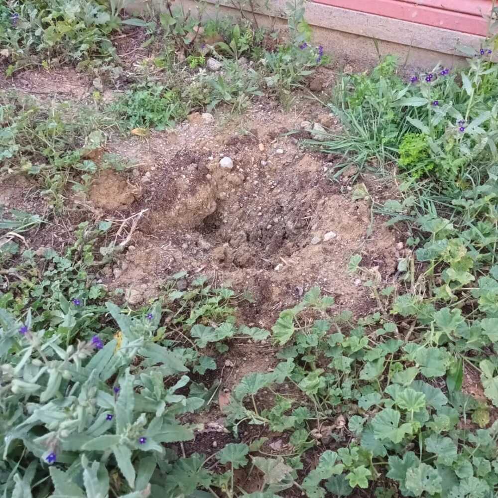 furto albero furto albero