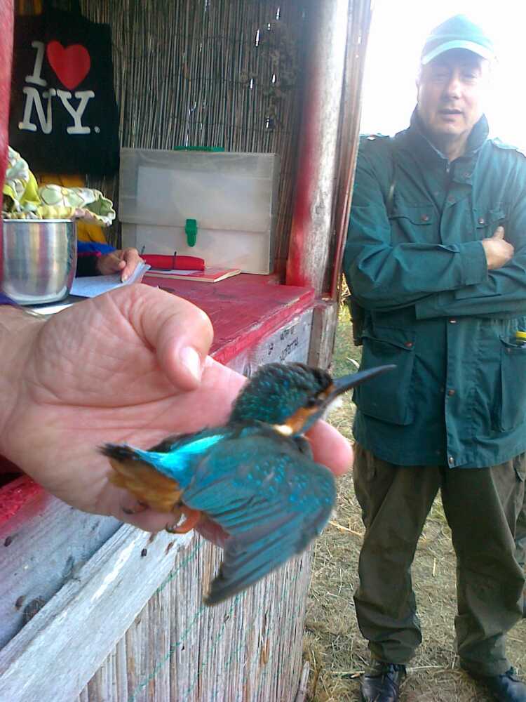 inanellamento degli uccelli selvatici a Torre Flavia