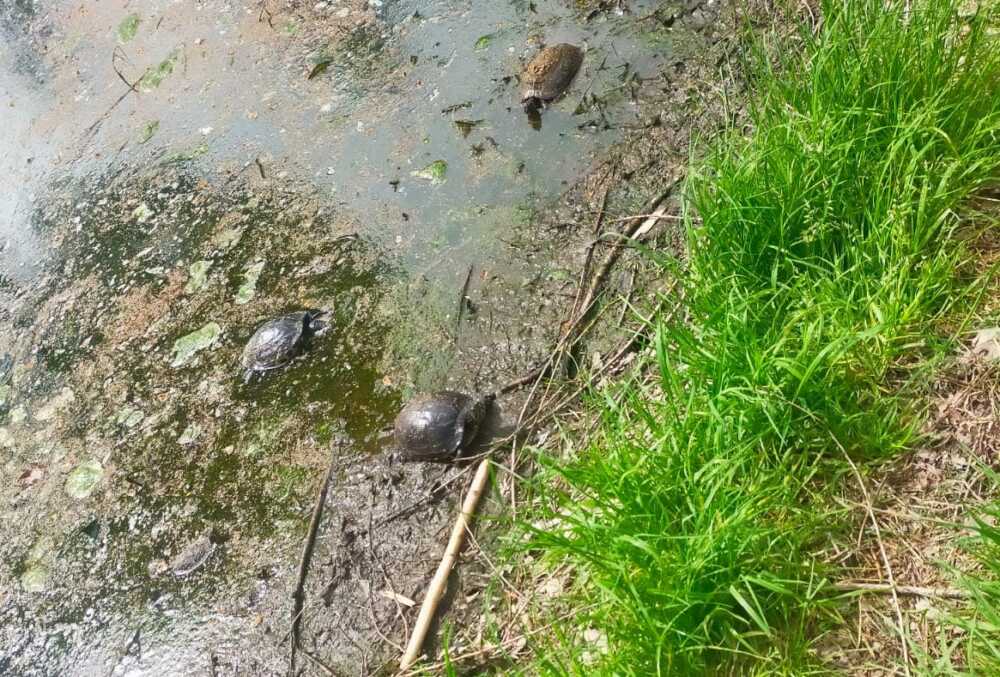 parco laghetto acquedotti 1