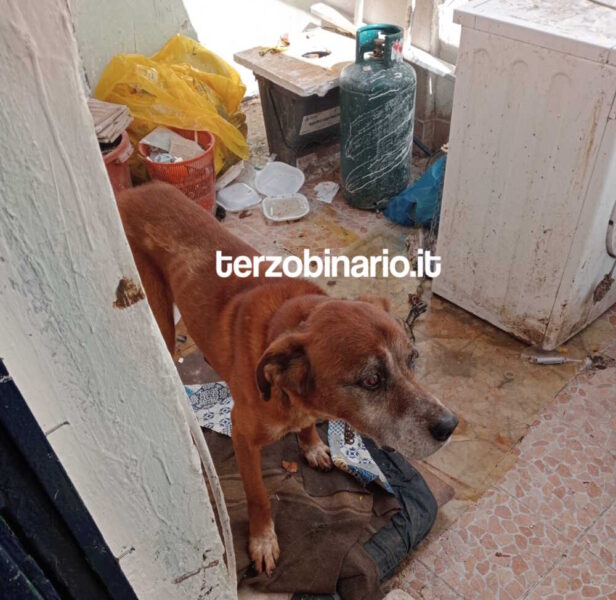 tugurio-via-anzio-ladispoli-polizia-cagnolone-logo.