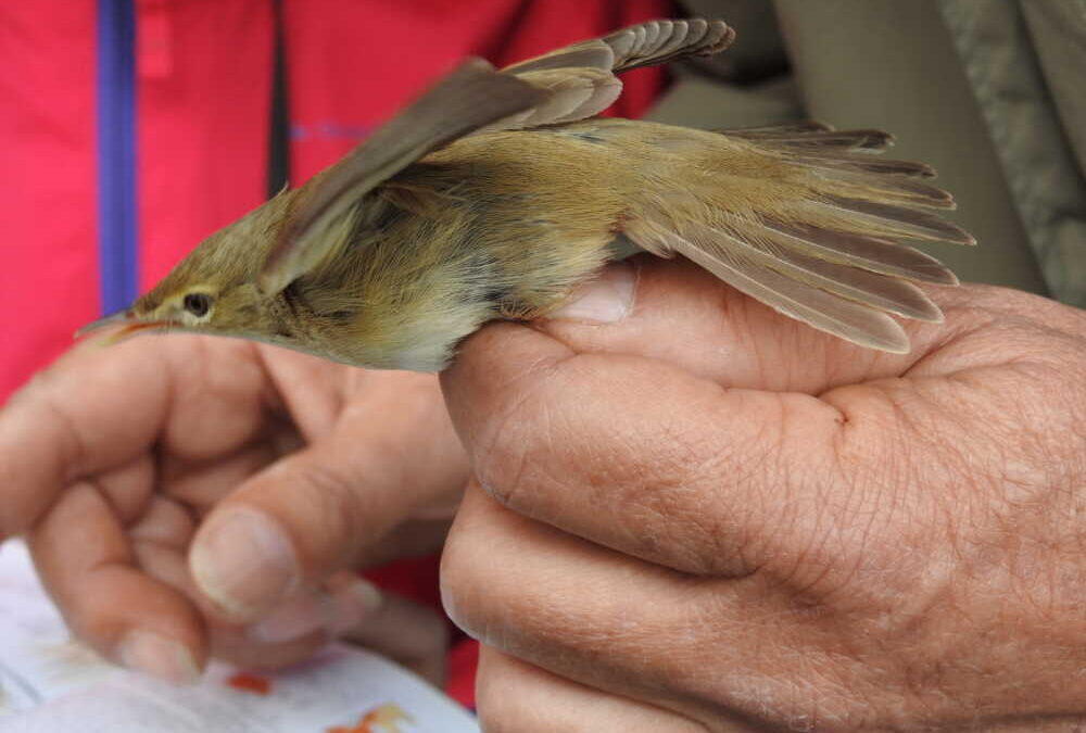 A Torre Flavia piccoli uccelli migranti provenienti dall’Africa