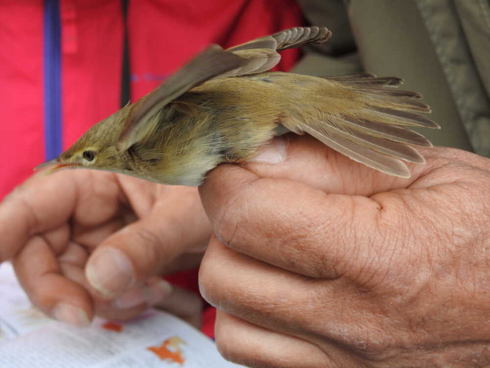 uccelli africa torre flavia uccelli africa torre flavia