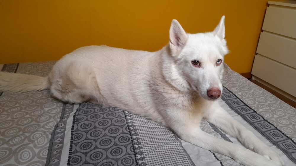Blanche2
