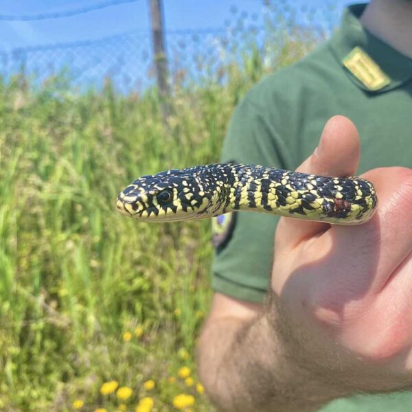 biacco serpente ecozoofile cerveteri 1