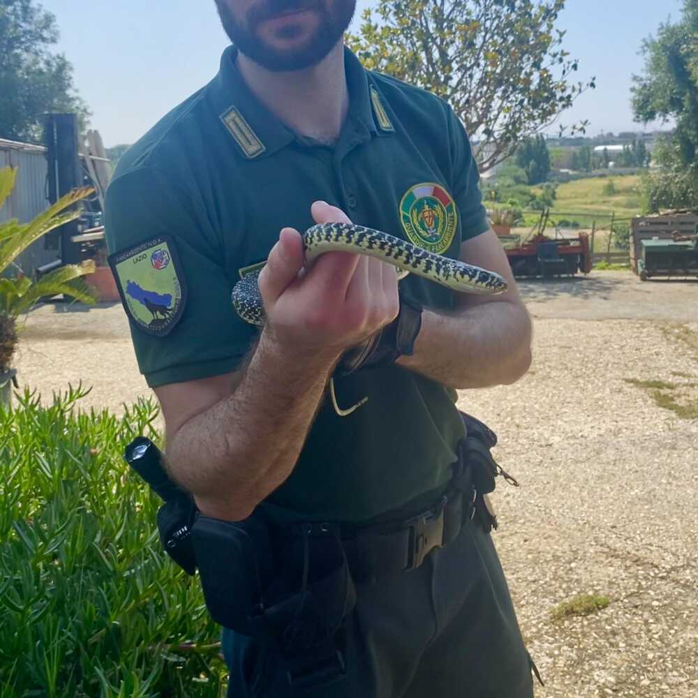 biacco serpente ecozoofile cerveteri 1