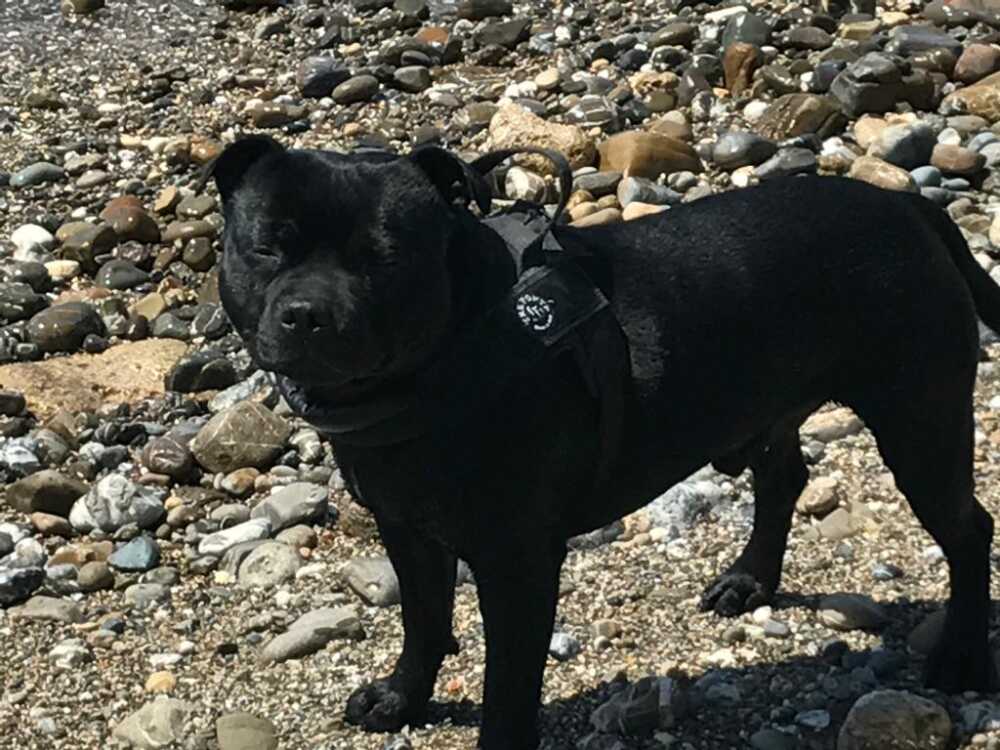 jocker cane antonella proietti jocker cane antonella proietti