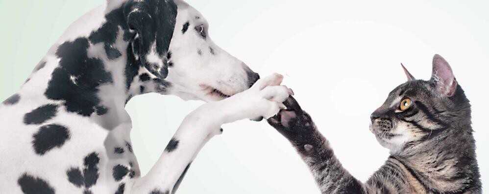 raccolta pappe cani e gatti ladispoli raccolta pappe cani e gatti ladispoli