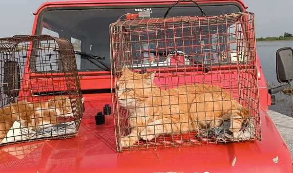 salvataggio gatti bo per siti