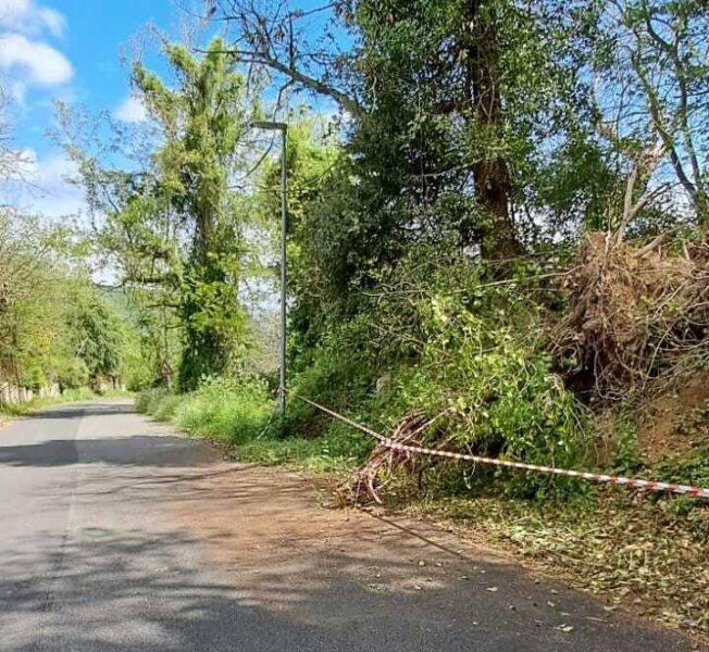 tolfa albero caduto