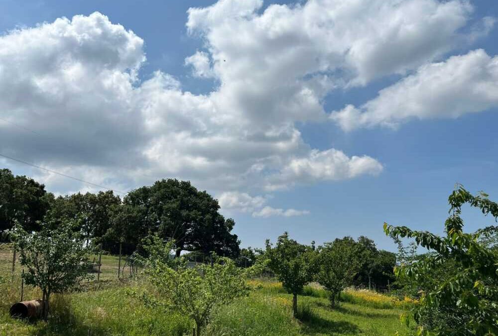 3Bee lancia la prima Oasi della Biodiversità a Allumiere