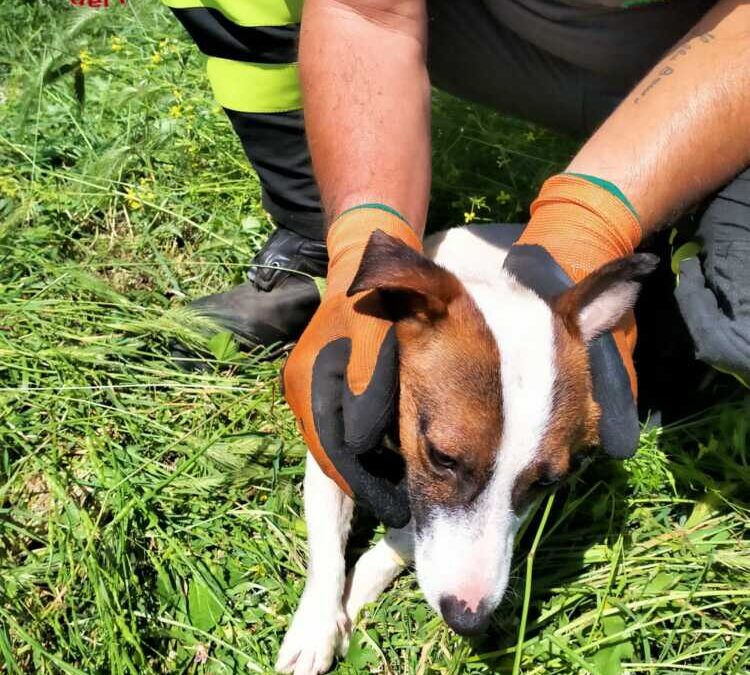 Due cagnetti finiscono nella caditoia, salvati dai pompieri a Bracciano