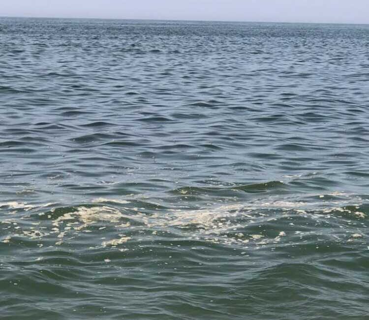 schiuma mucillagine ladispoli