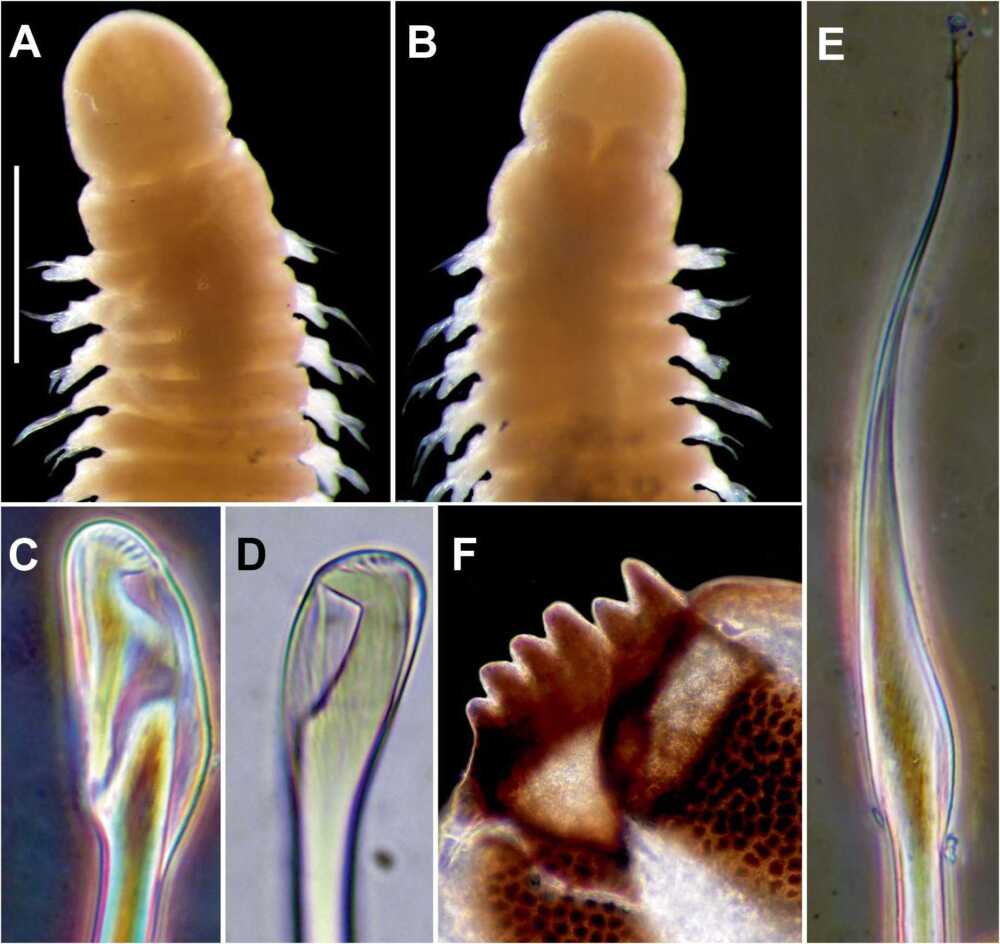 verme marino alieno specie laonome triangularis civitavecchia