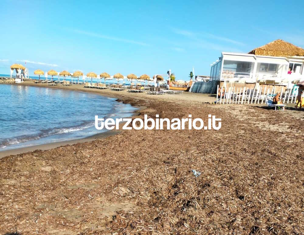 alghe putrescenti blu marine ladispoli 1 alghe putrescenti blu marine ladispoli 1