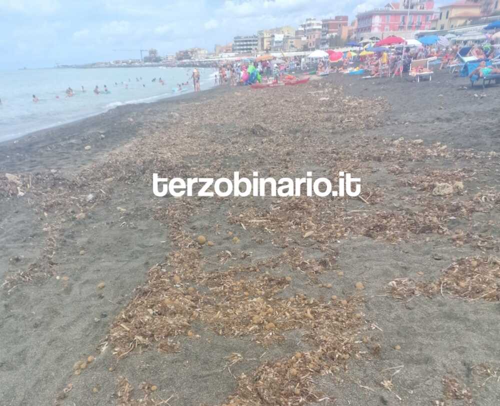 alghe spiaggia ladispoli 1