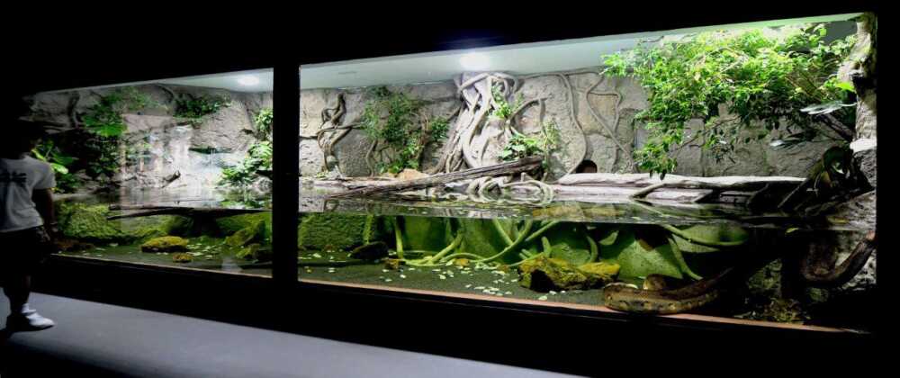 Bioparco Roma, una nuova “casa” per l’anaconda