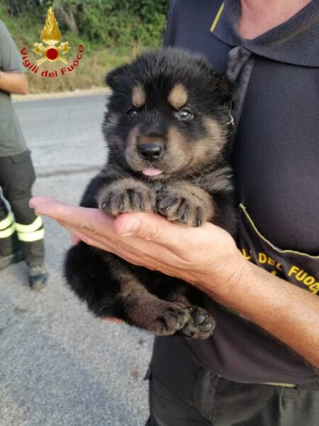 cagnetto salvato vvf vigili fuoco pompieri civitavecchia 2