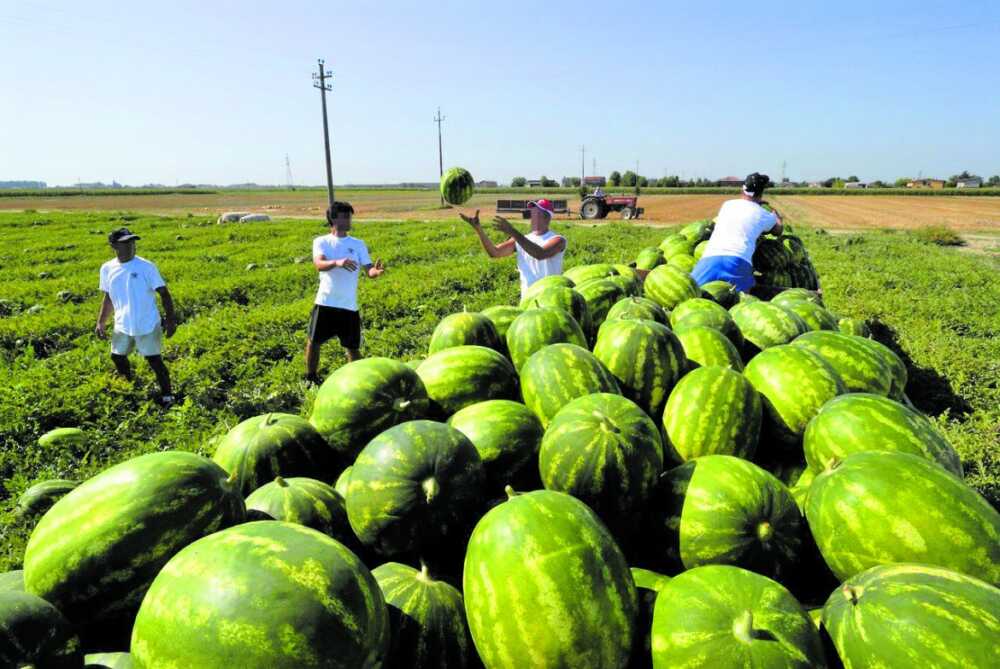 campo cocomeri lavoratori campo cocomeri lavoratori