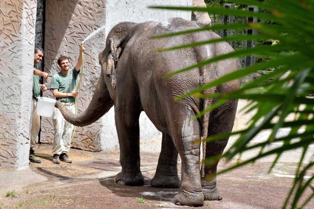 elefante bioparco roma