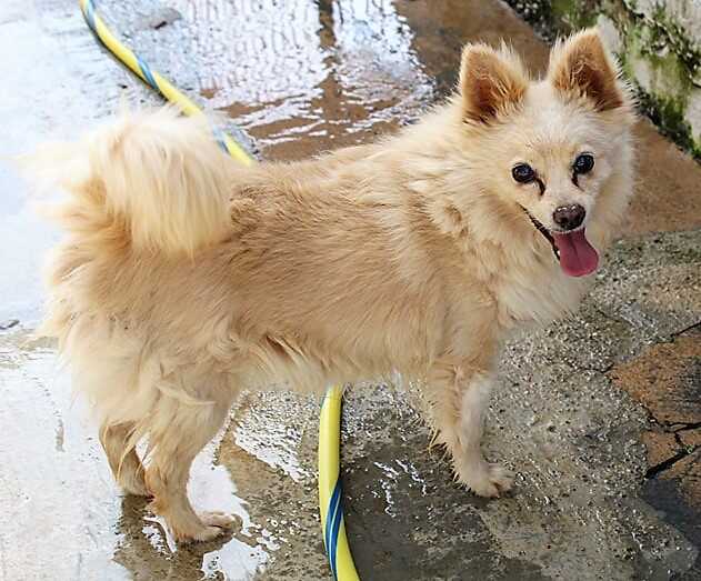 fiorello fiorello volpino da adottare