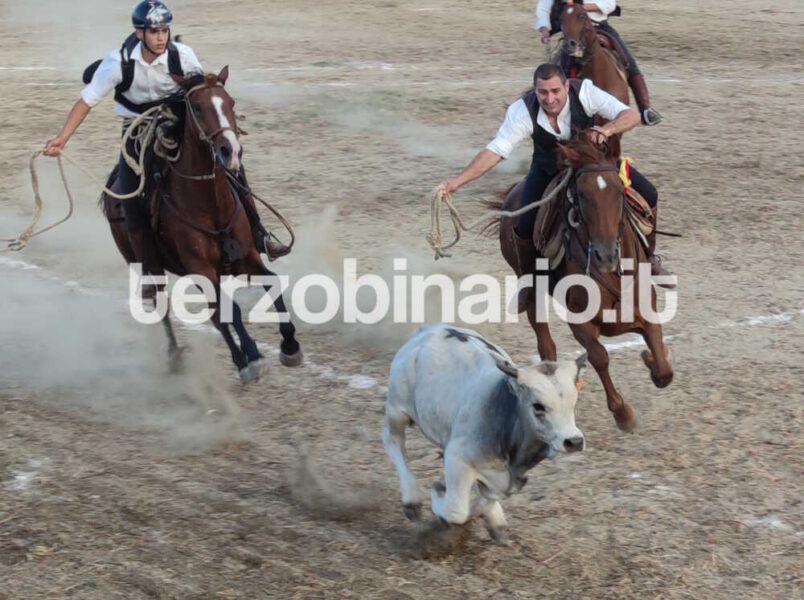 torneo butteri 2023 cattura vitello 1