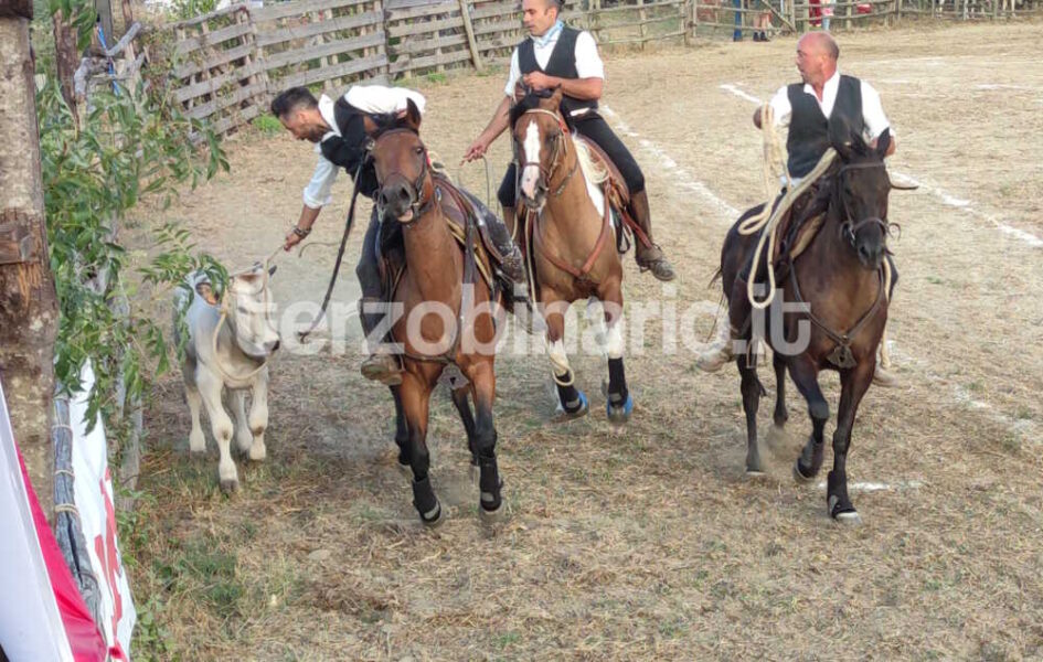 torneo butteri 2023 cattura vitello 1