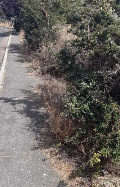 via delle viole cerreto ladispoli sporcizia marciapiede (2)