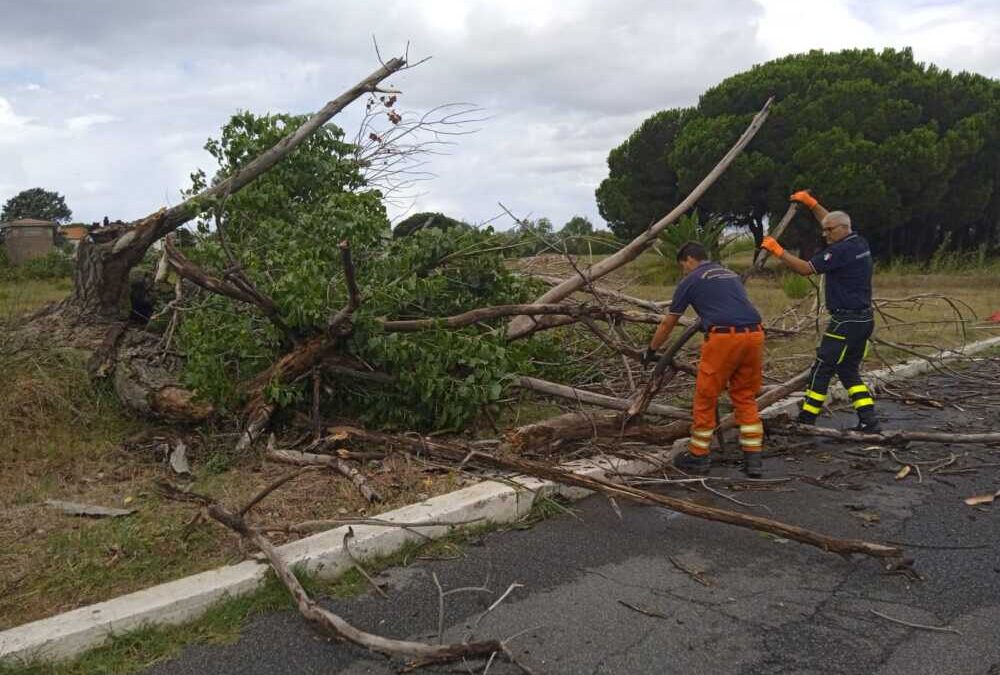 La furia del vento spezza un albero a Campo di Mare, interviene la ProCiv comunale