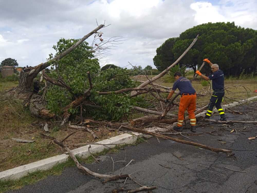 Albero a terra Campo di Mare 1 Albero a terra Campo di Mare 1