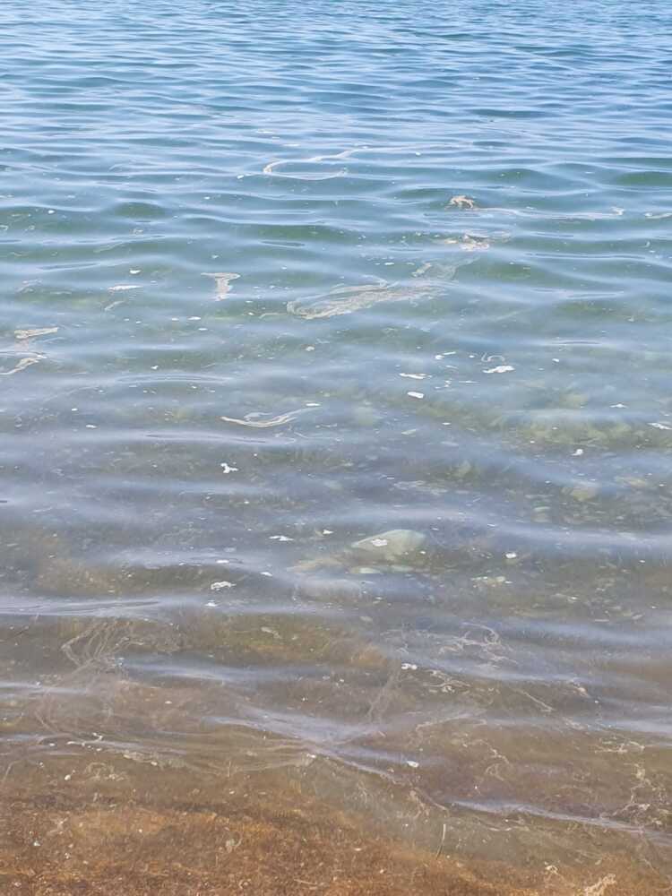 Depuratori santa severa liquami in acqua