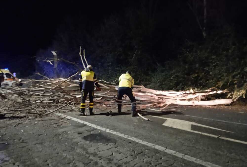 Ore di vento forte su Cerveteri, raffiche abbattono un albero in Via Settevene Palo nuova
