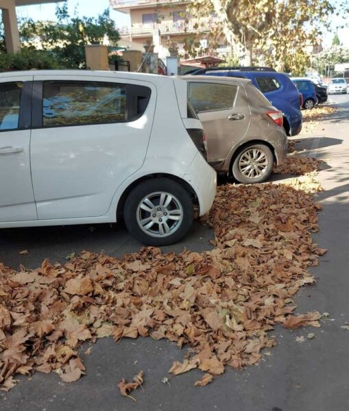 Ladispoli abbandonata fogliame foglie