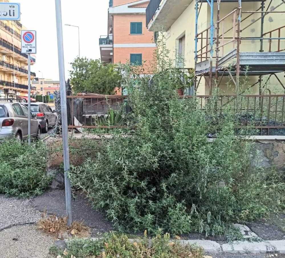 Ladispoli abbandonata vegetazione spontanea