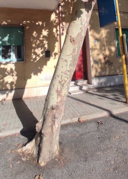 alberi asfaltati ladispoli