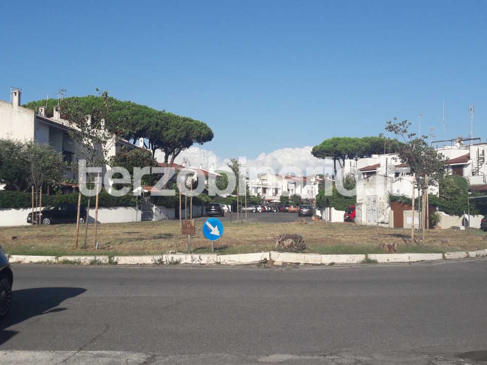 alberi cerenova campo mare