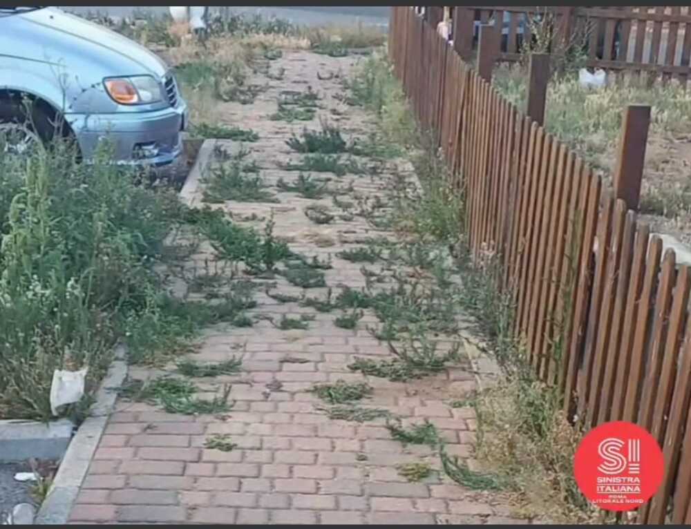 alberi tagliati a Ladispoli, giungla - sinistra italiana