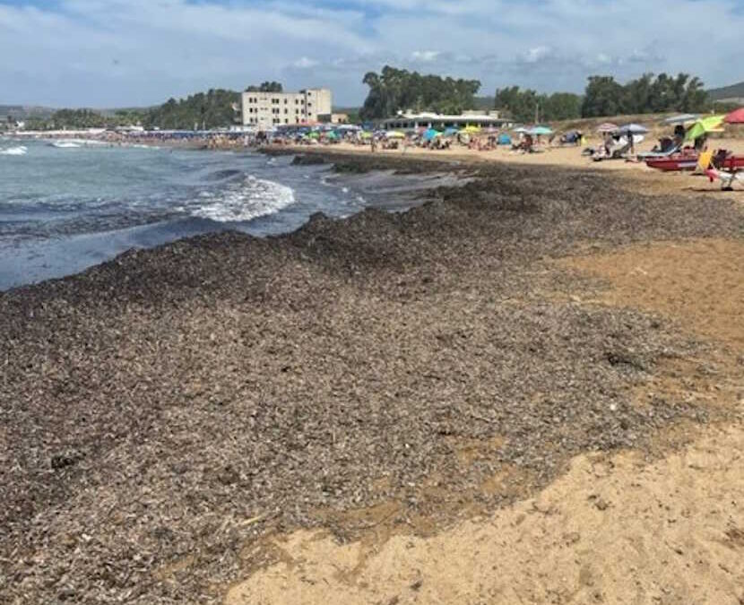 Alghe putrescenti anche al Castello di Santa Severa