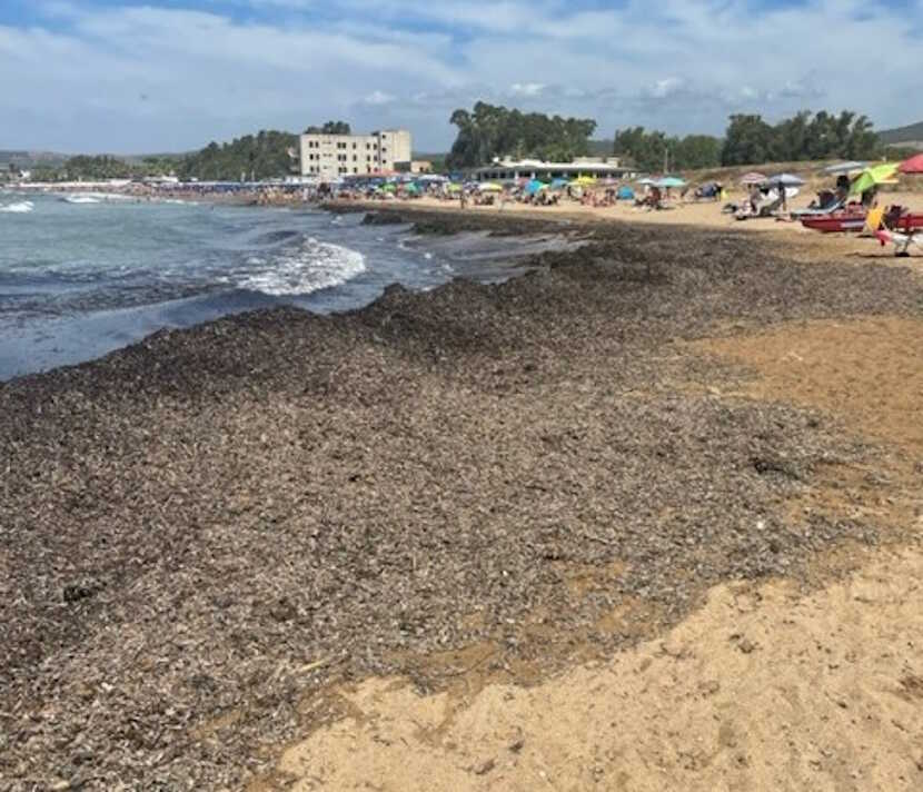 alghe putrescenti castello santa severa (3) alghe putrescenti castello santa severa (1)