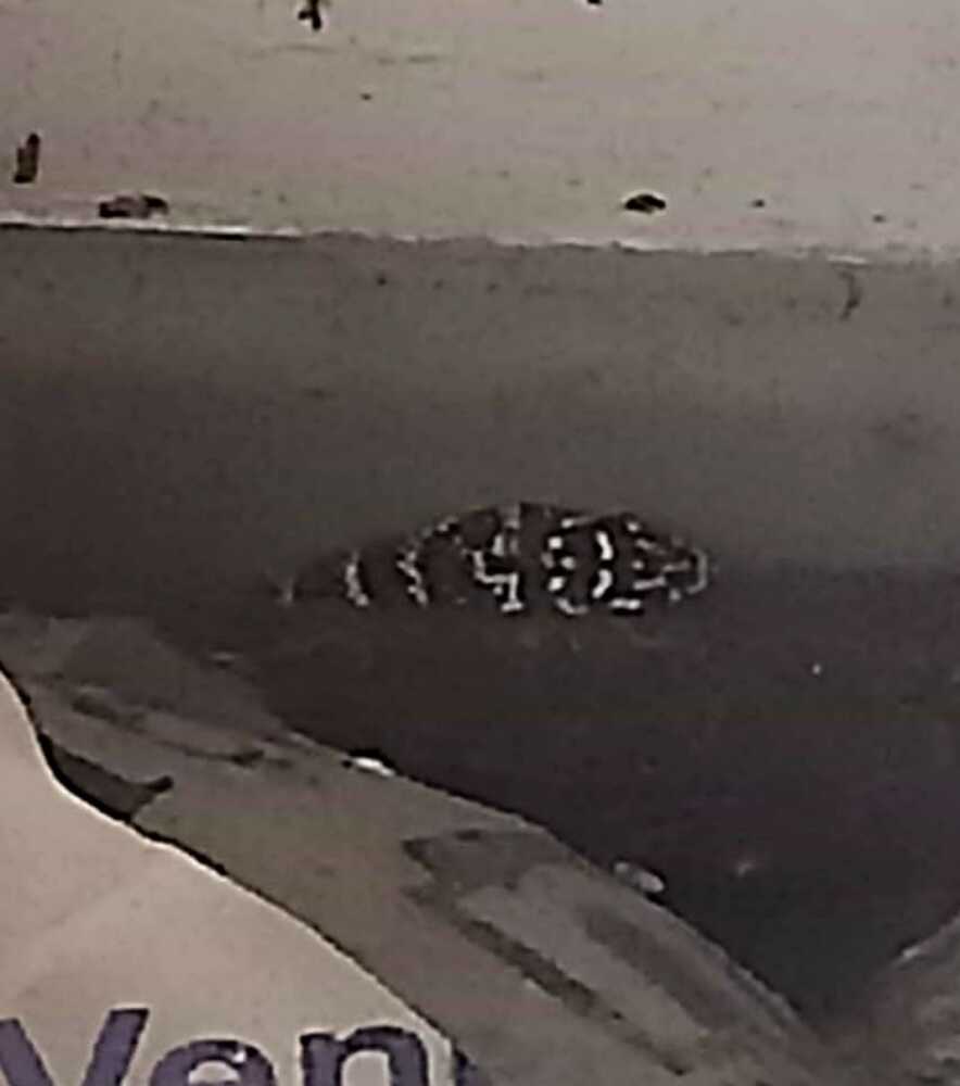 biacco serpente biacco serpente