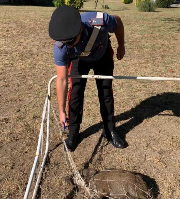 Cucciolo di cinghiale salvato dai Carabinieri a Castelnuovo di Porto