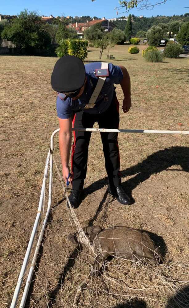 carabinieri cinghiale carabinieri cinghiale