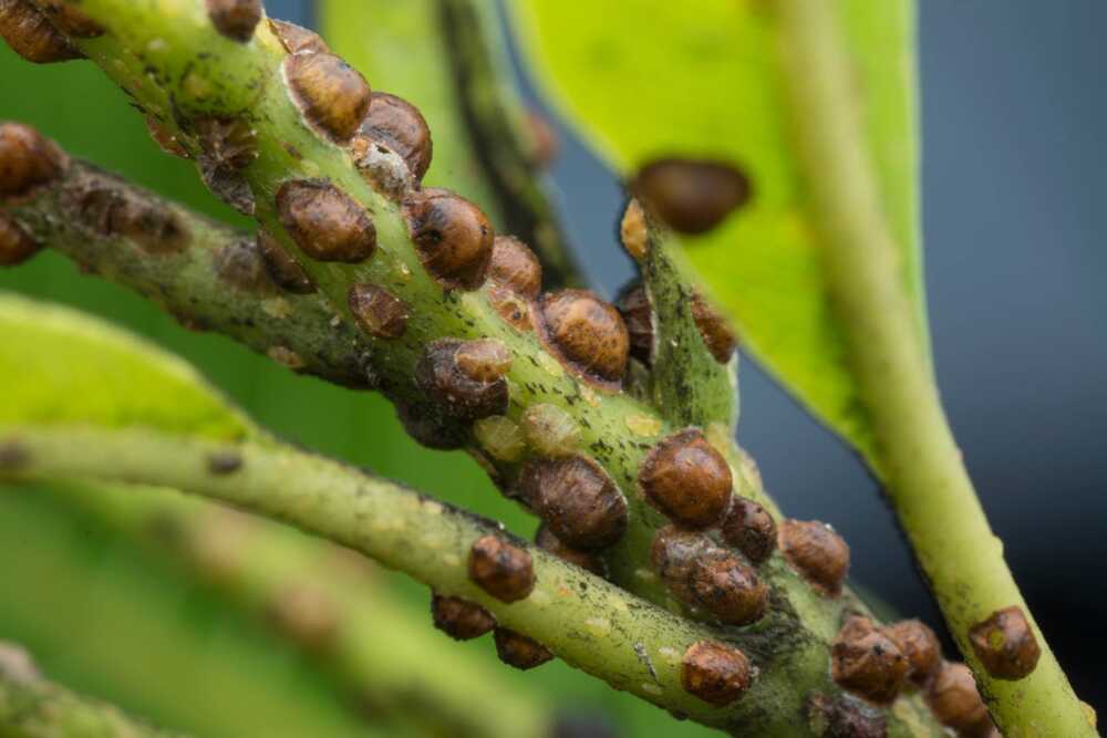 cocciniglia tartaruga cerveteri