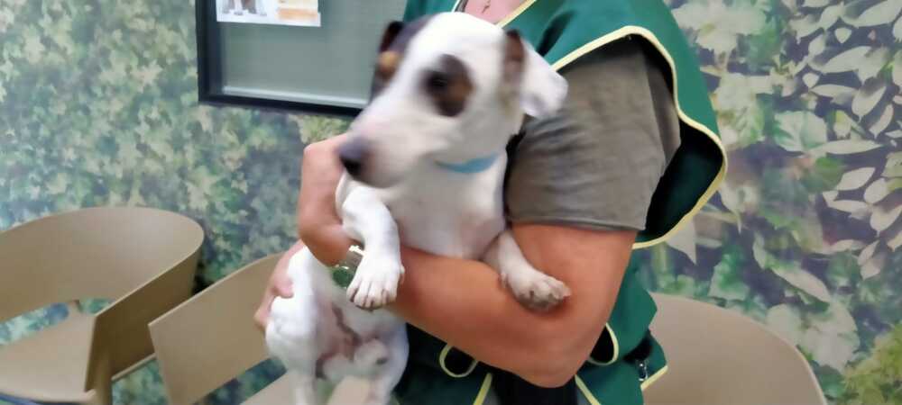 cuccioli abbandonati recuperati dalle zoofile di cerveteri2 cuccioli abbandonati recuperati dalle zoofile di cerveteri2