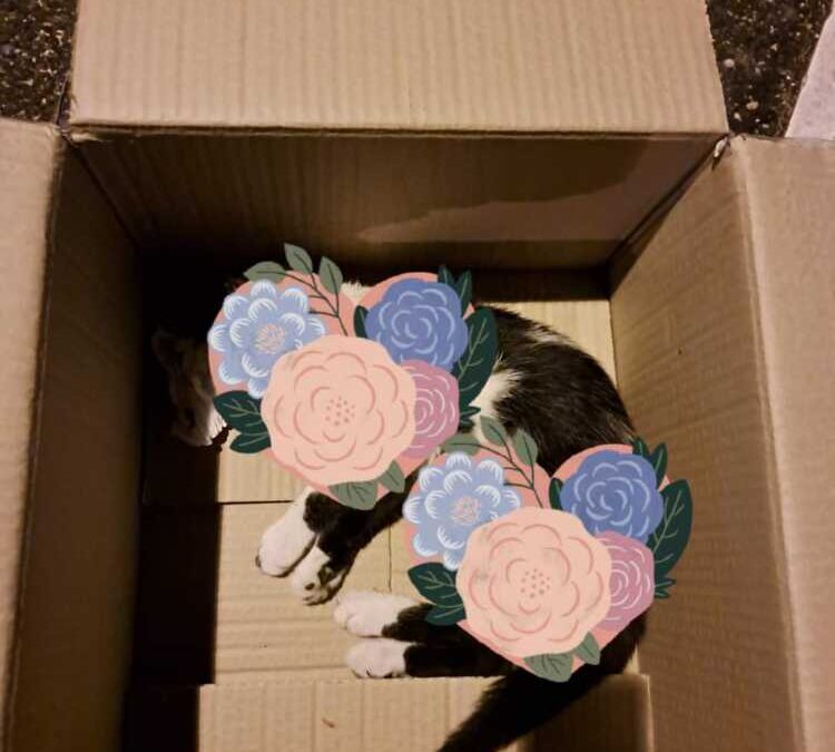 Gattino travolto e ucciso in Via Ancona a Ladispoli, intervento nella notte di Fare Ambiente