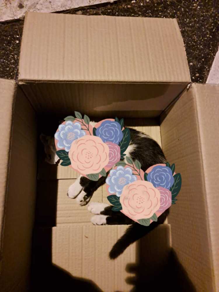 gattino travolto e ucciso a ladispoli gattino travolto e ucciso a ladispoli